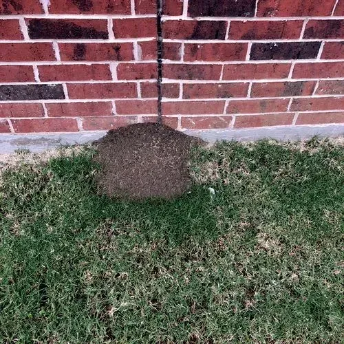 A large ant hill at the base of a red brick wall on green grass.