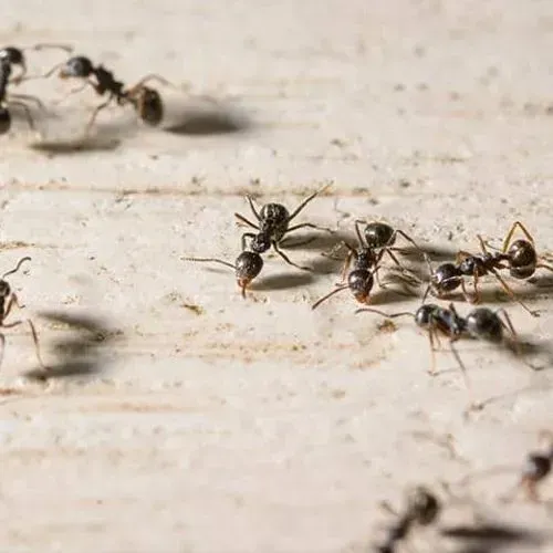 Black ants crawling on a light-colored wooden surface, some interacting with each other.