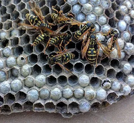 Wasps on a gray and brown honeycomb nest. Yellow and black striped insects.