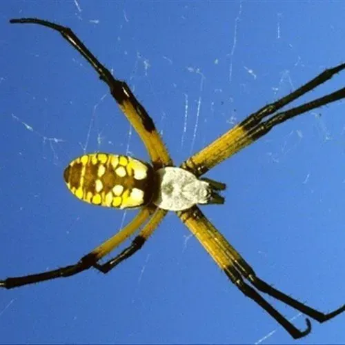Yellow and black garden spider on a web, against a blue sky.