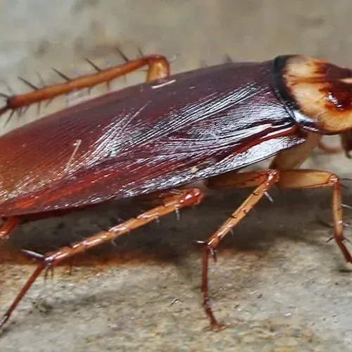 Brown cockroach on a light-colored surface, showcasing its segmented body, antennae, and legs.