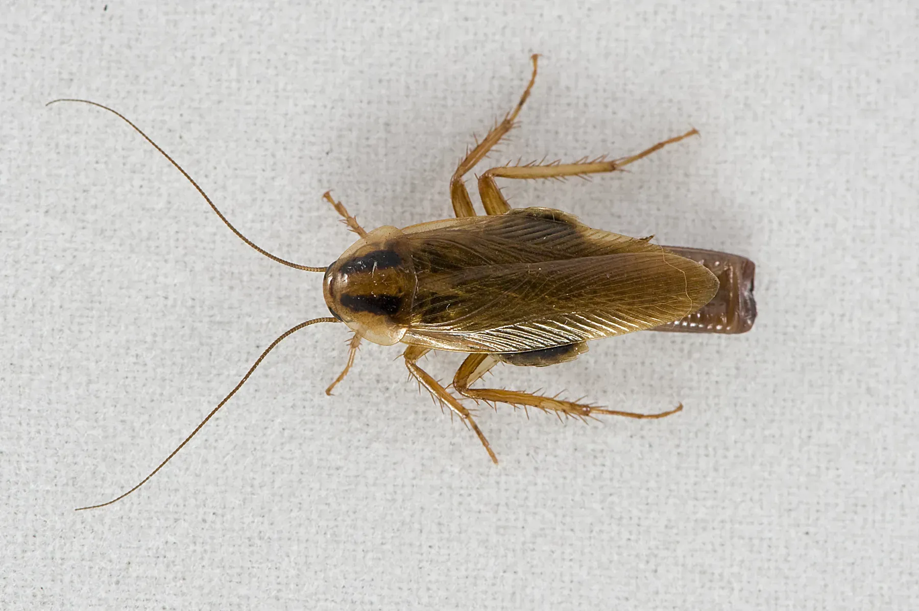 Brown cockroach with long antennae and legs on a white background.