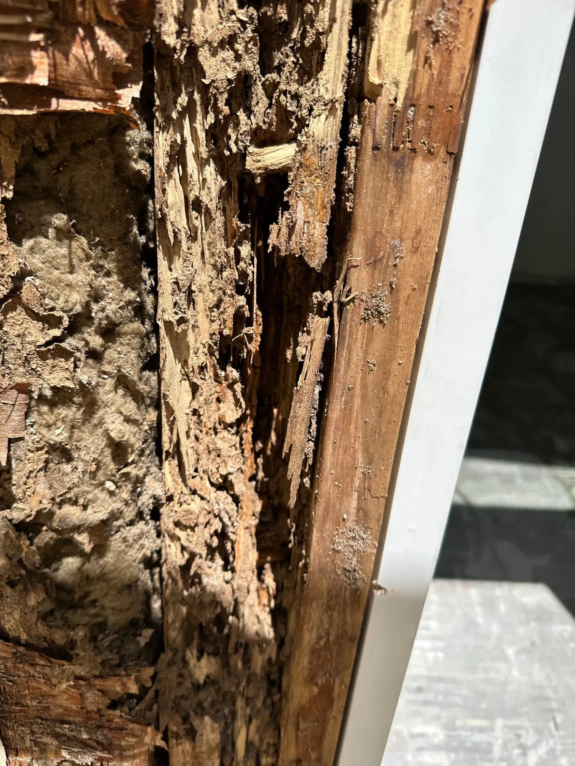 Damaged wood frame; significant termite damage; light and shadow.