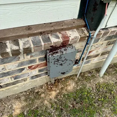 Ants swarming a gray electrical box on a brick wall, with debris and wires visible.