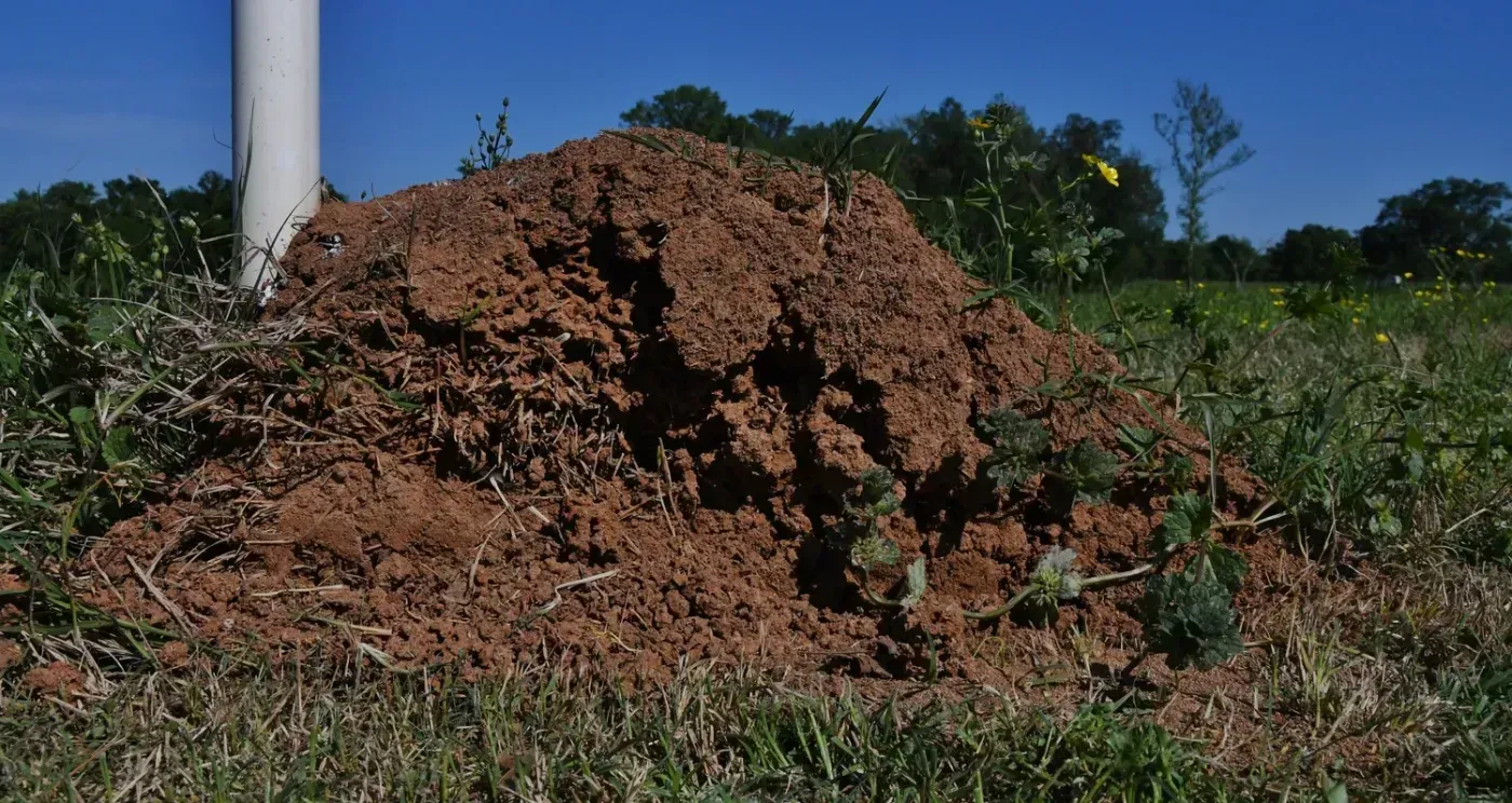 Mound of brown soil with grass and a white pole against a blue sky.