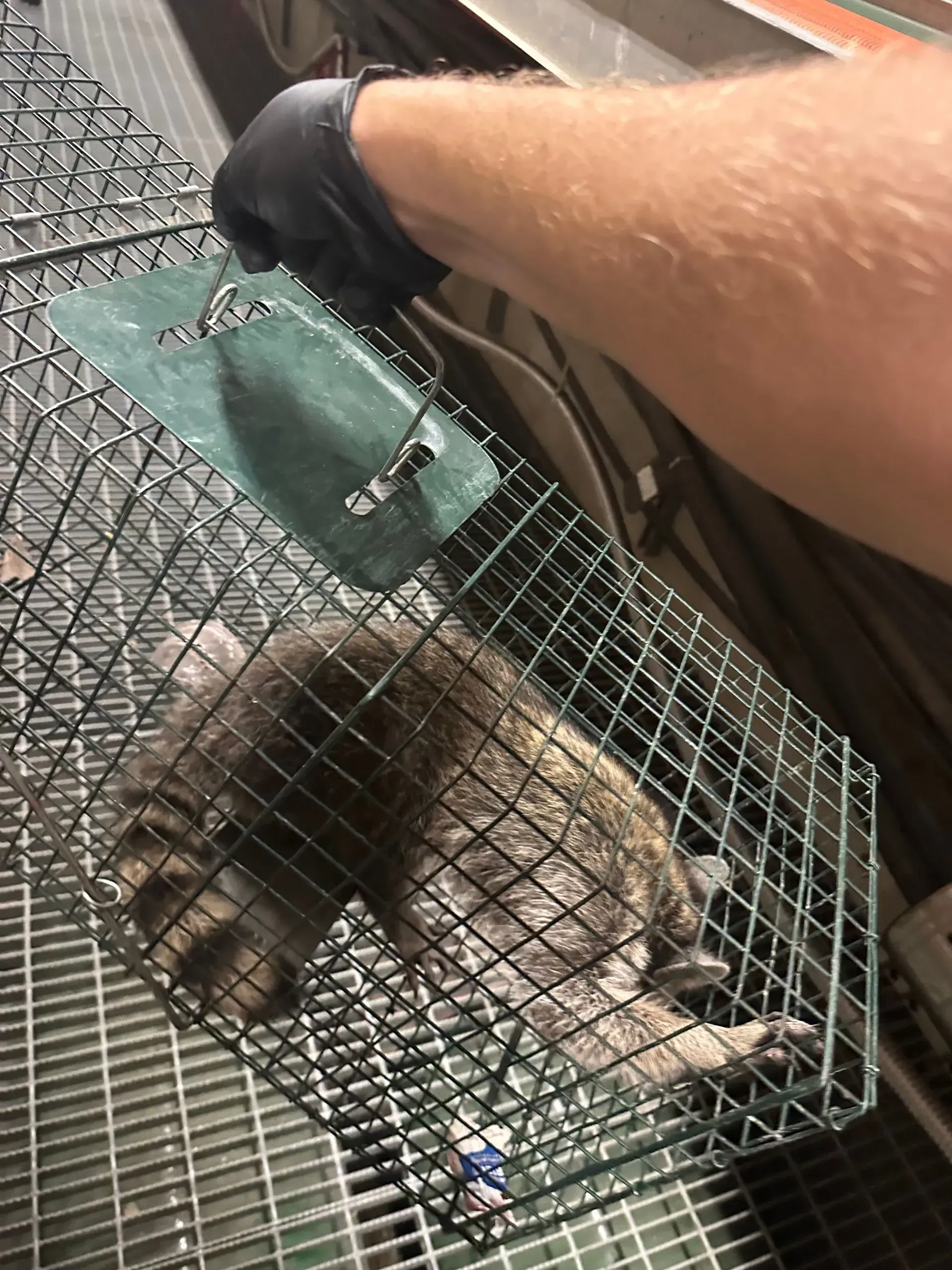 A raccoon trapped inside a wire cage held by a gloved hand.