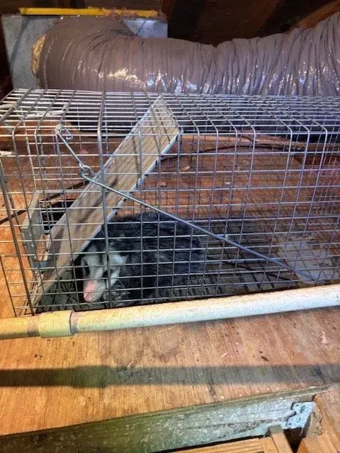 Opossum in a metal cage trap in an attic. It is dark gray and white with pink nose, looking forward.