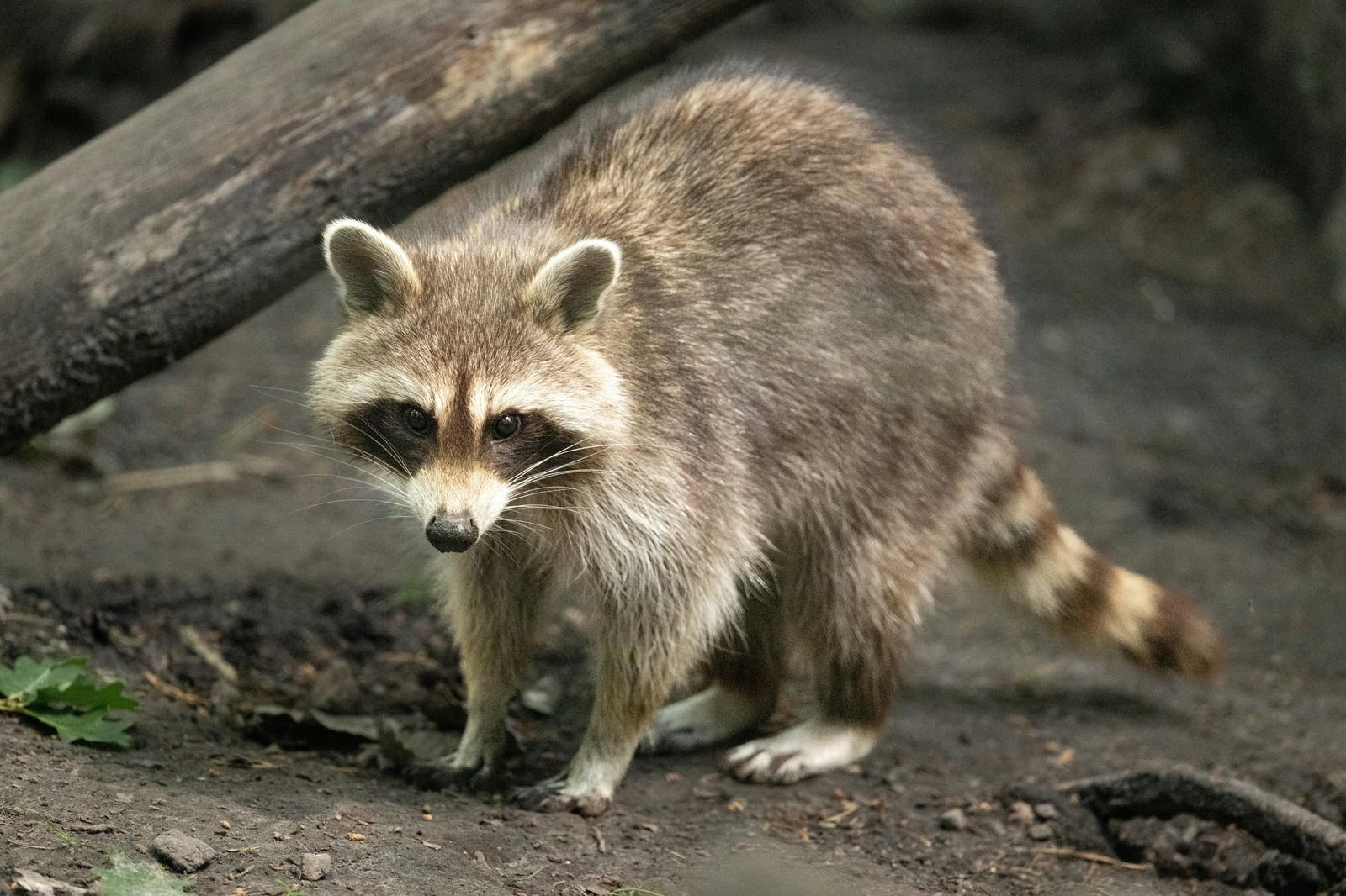 Bat hanging upside down from a tree branch, dark brown wings, orange fur on neck, green background.