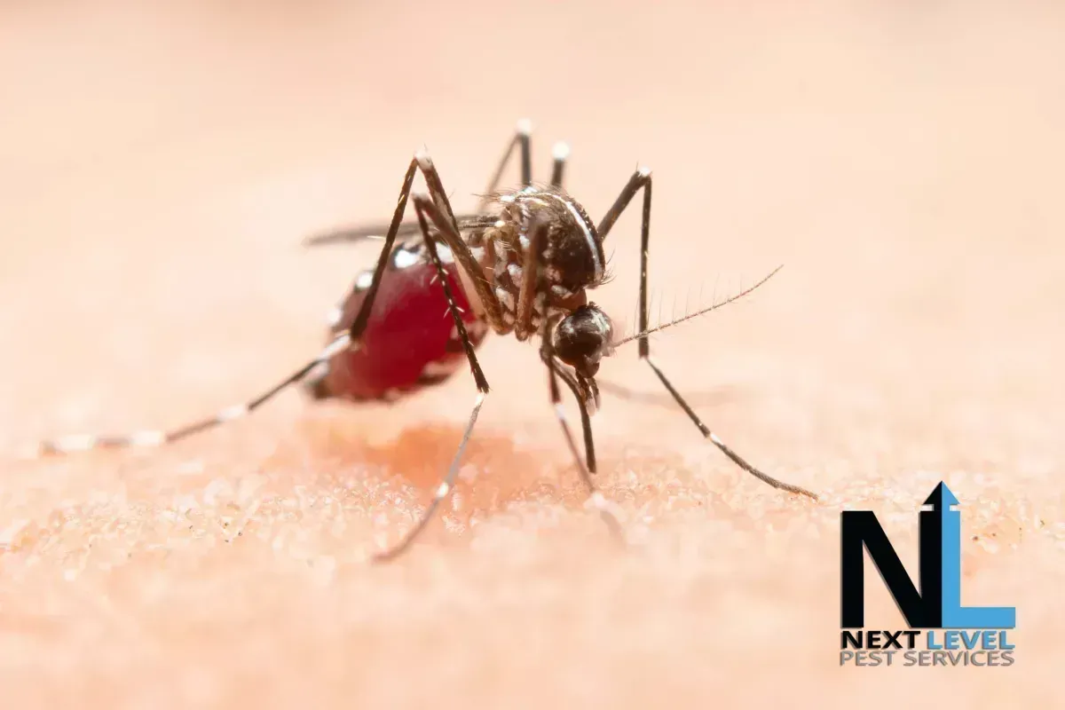 Mosquito on skin, feeding on blood. The mosquito is black and white, and the blood is red.