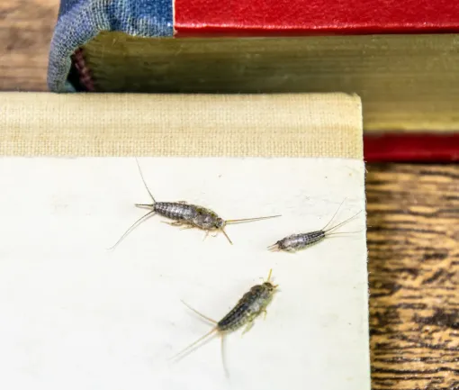Silverfish insects on the corner of a white book with a red and blue book in the background.