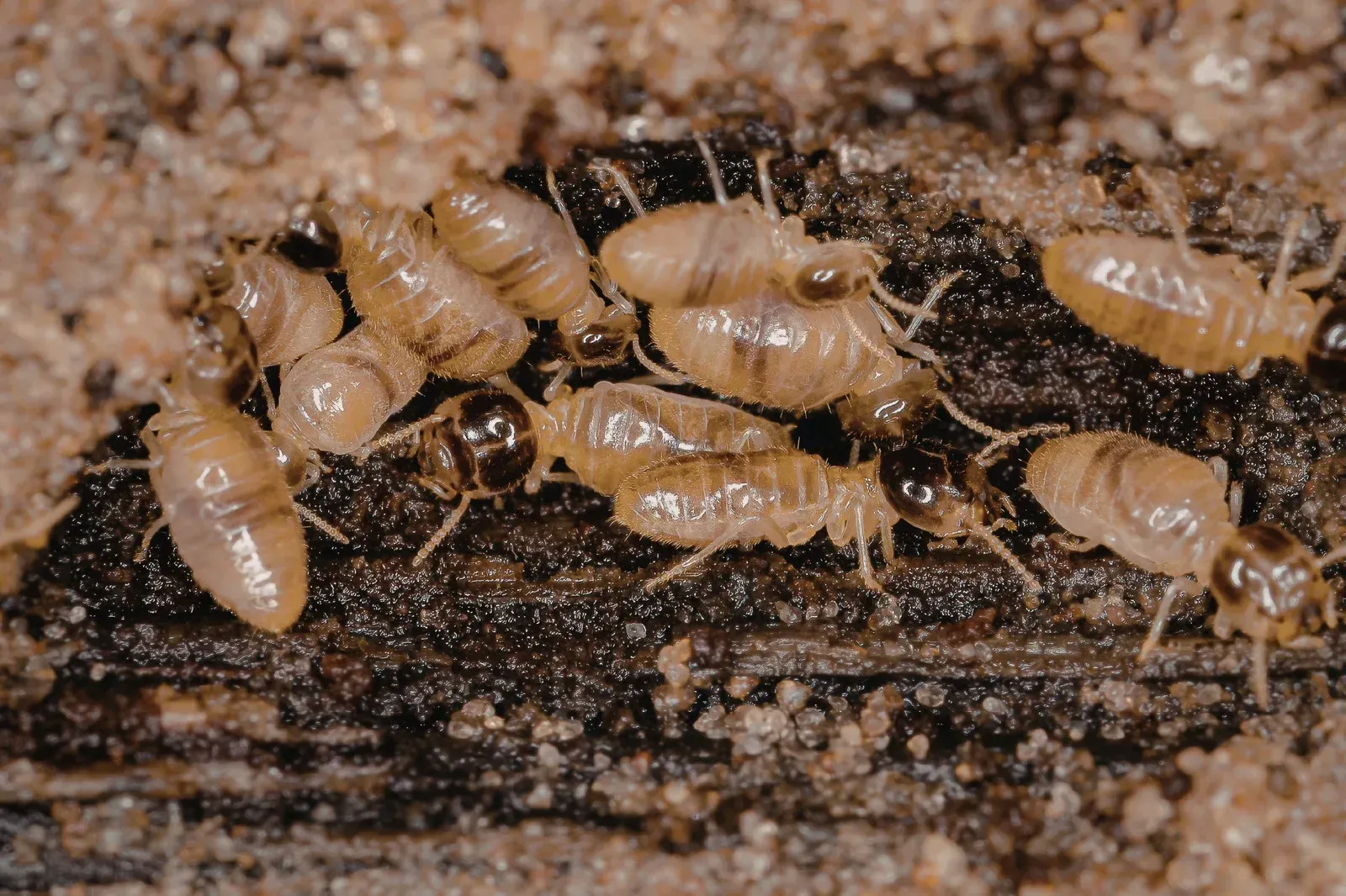 Termites gathered on wood, pale bodies, dark heads and wood grain visible.
