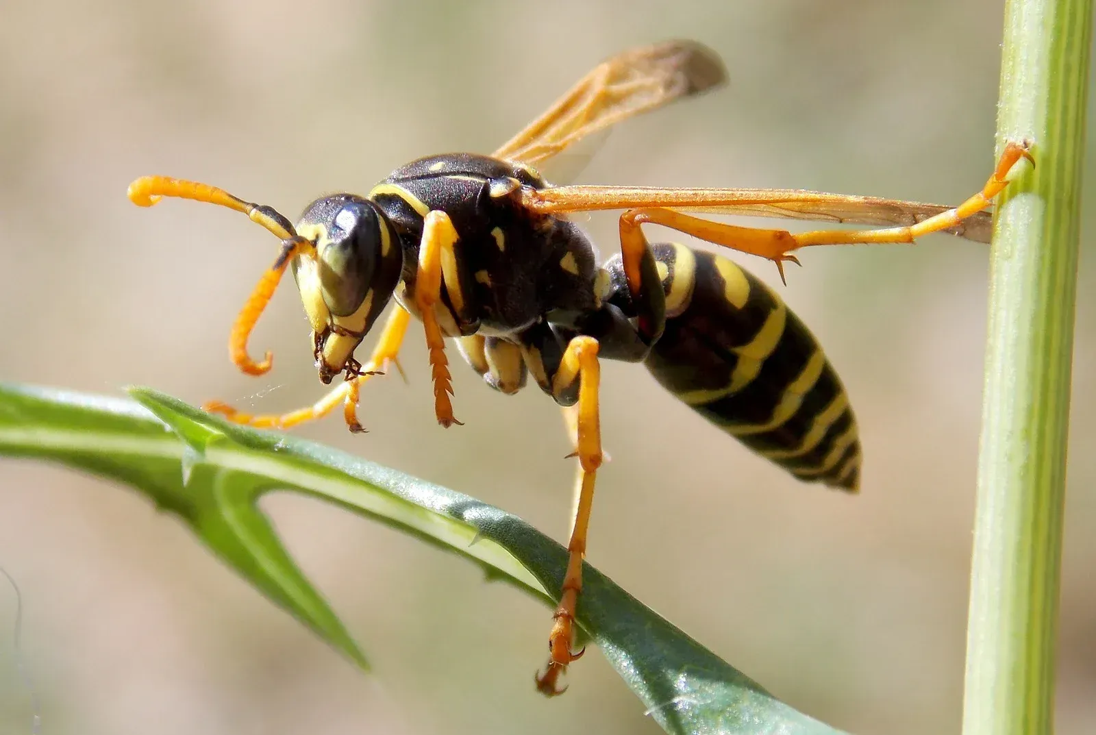Yellow and black wasp perched on a green plant stem, antennae forward.