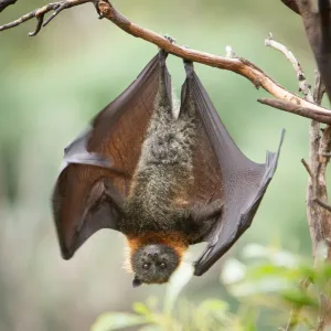 Bat hanging upside down from a tree branch, dark brown wings, orange fur on neck, green background.