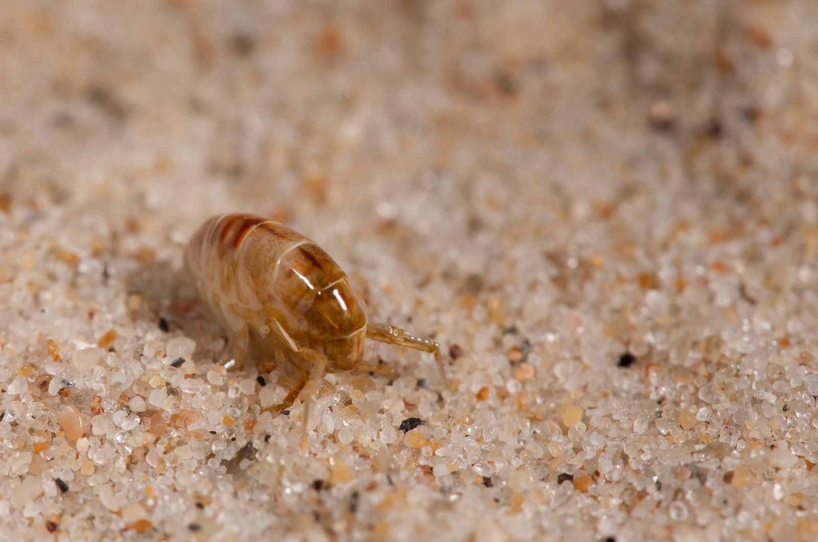 Small, tan sand flea on a grainy, light-brown sand surface.