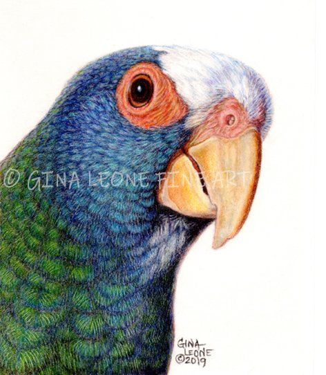parrot art by Gina Leone Fine Art