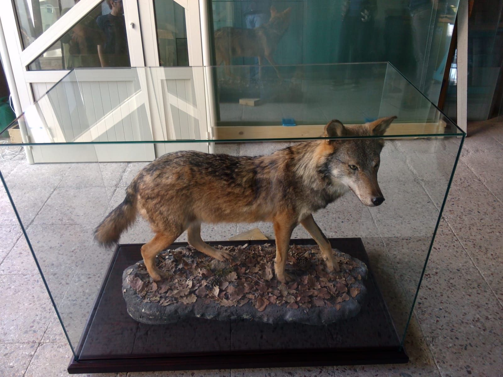 Coyote impagliato in una teca di vetro, su una base di legno con finta copertura del terreno.