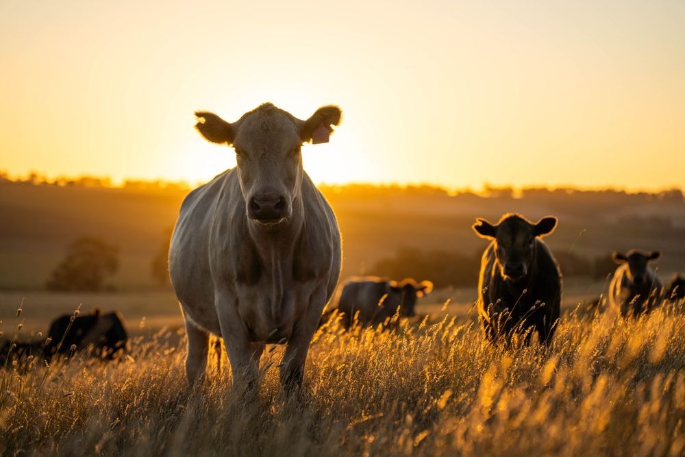 A herd of cows standing in a field at sunset.