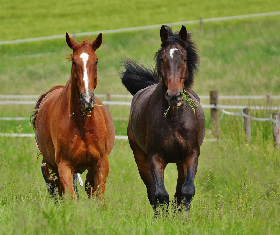 The Role of the Vagus Nerve in Horse Health
