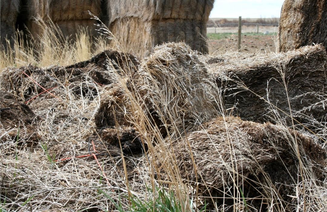 Avoiding moldy hay could mean a lot in the long term treatment