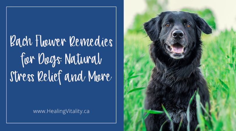 Bach Flower Remedies for Dogs: Natural Stress Relief and More