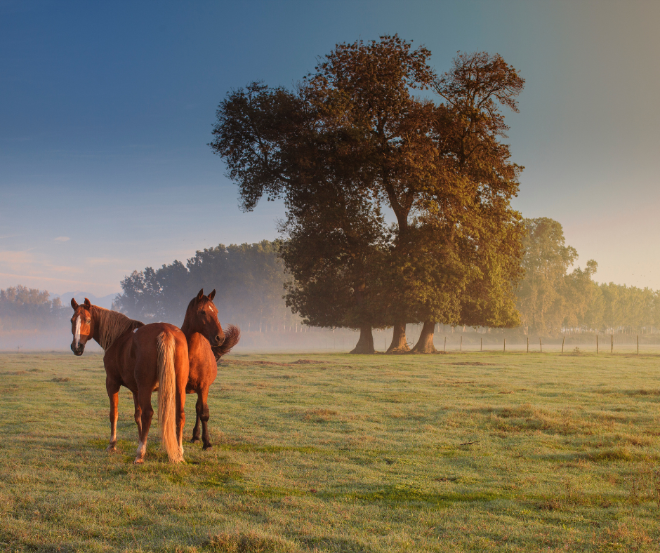 Horse vagus nerve supportive tools
