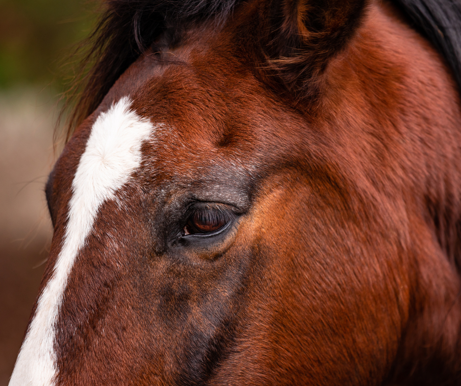 Equine Nervous System
