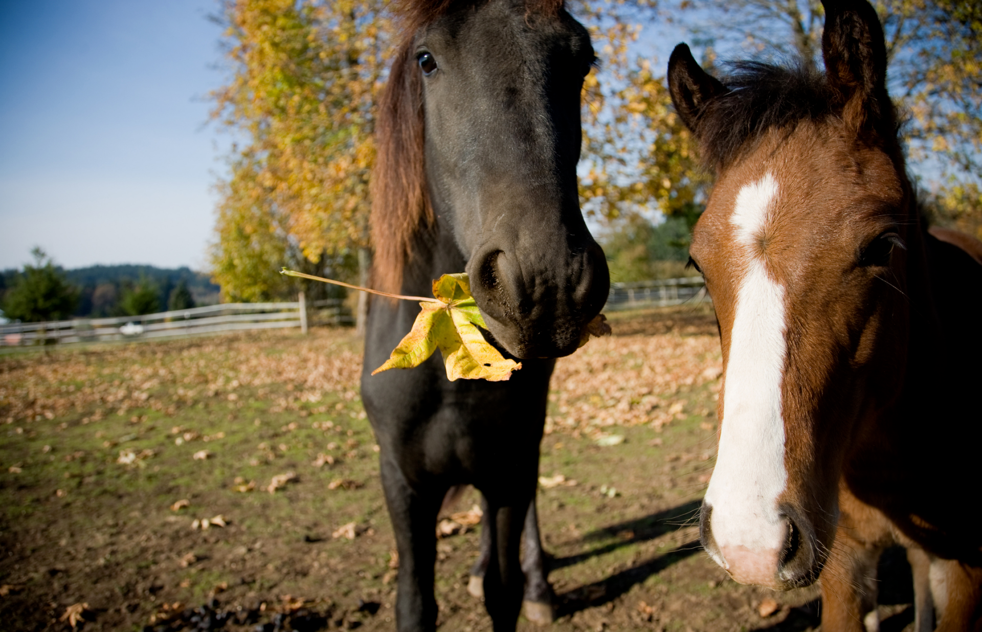 there's no simple test to determine whether your horse has ADHD