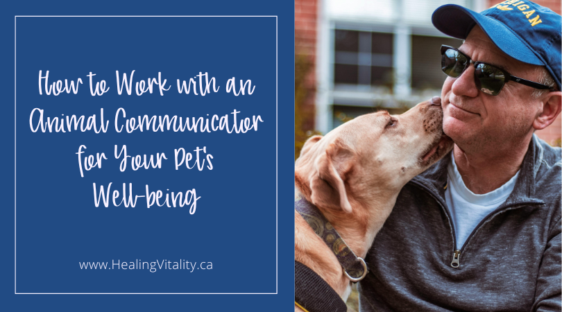 How to Work with an Animal Communicator for Your Pet’s Well-being