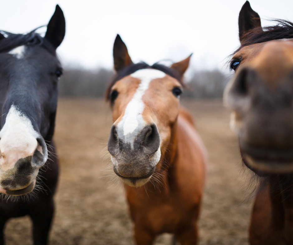 Polyvagal Theory and Horses 
