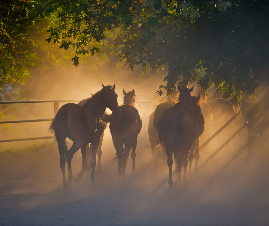 What can cause a dysregulated vagus nerve in horses?
