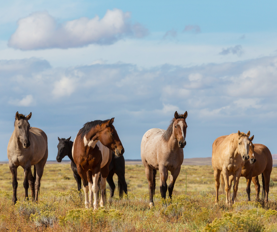 Optimizing Horse Health: A Practical Guide to the Horse Vagus Nerve