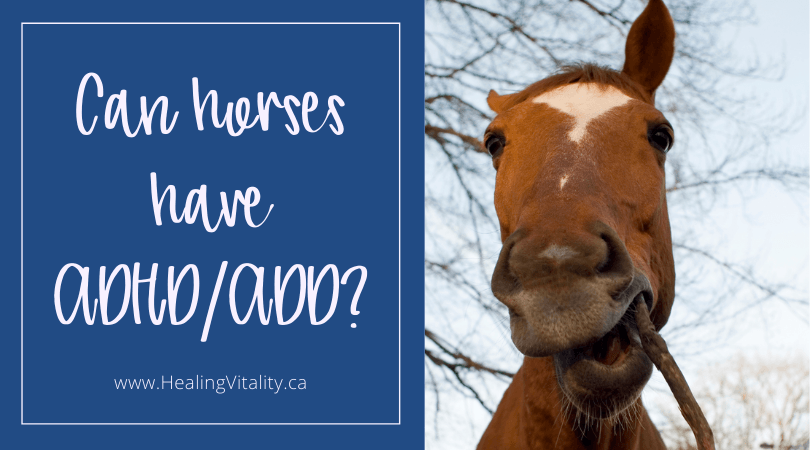 Can horses have ADHD/ADD blog banner