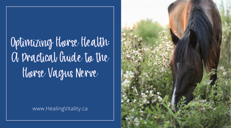 A Practical Guide to the Horse Vagus Nerve