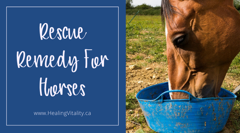 Rescue Remedy For Horses blog banner