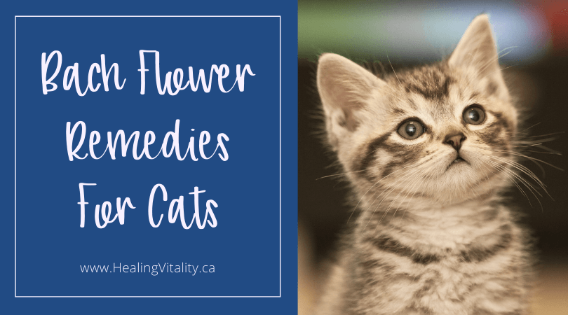 Bach flower remedies for cats blog banner