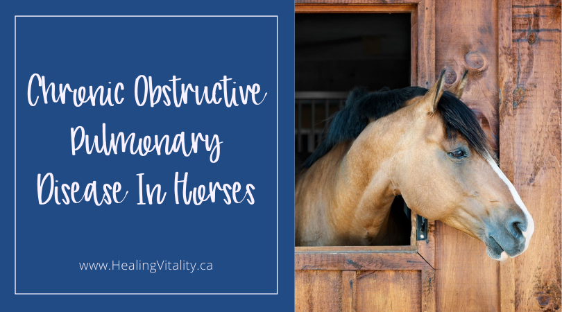 blog banner Chronic Obstructive Pulmonary Disease In Horses
