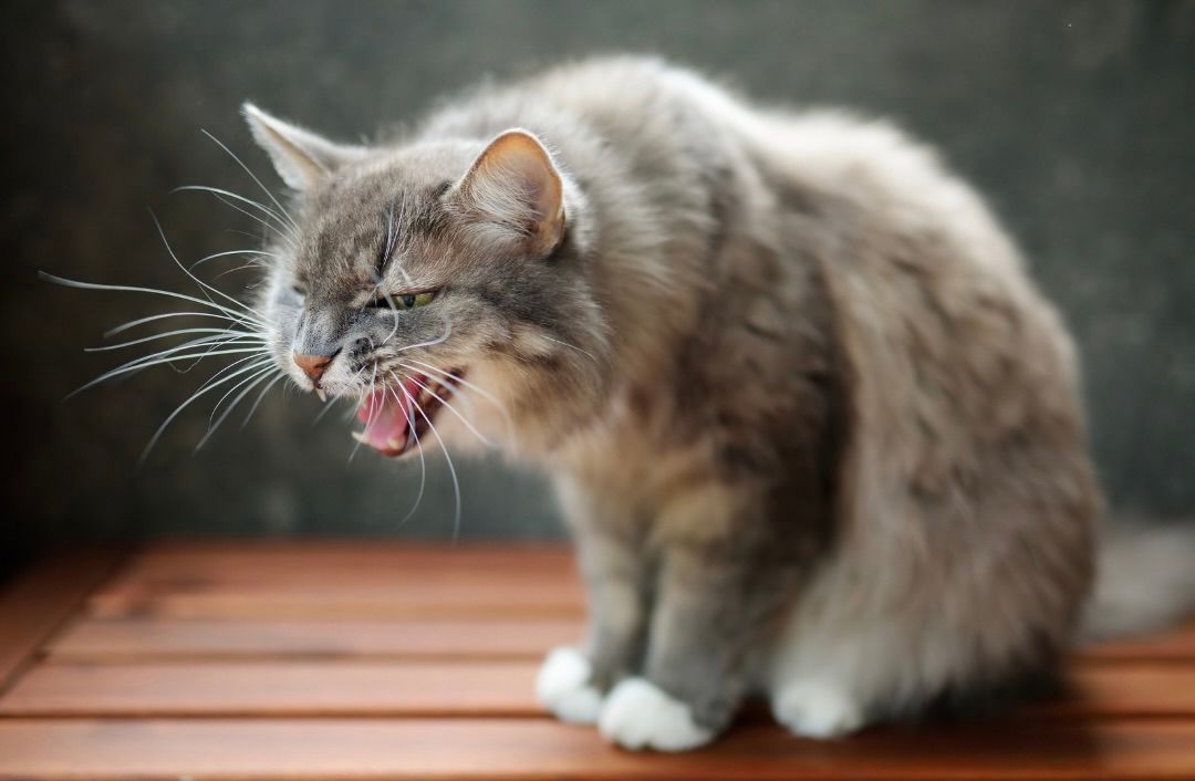 Aggression and fear are two common uses for Bach Flower Remedies for cats