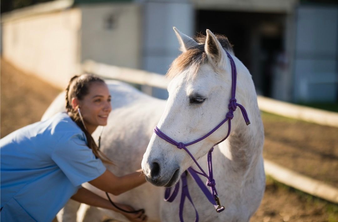 Diagnosis of COPD in horses can be done by a veterinarian