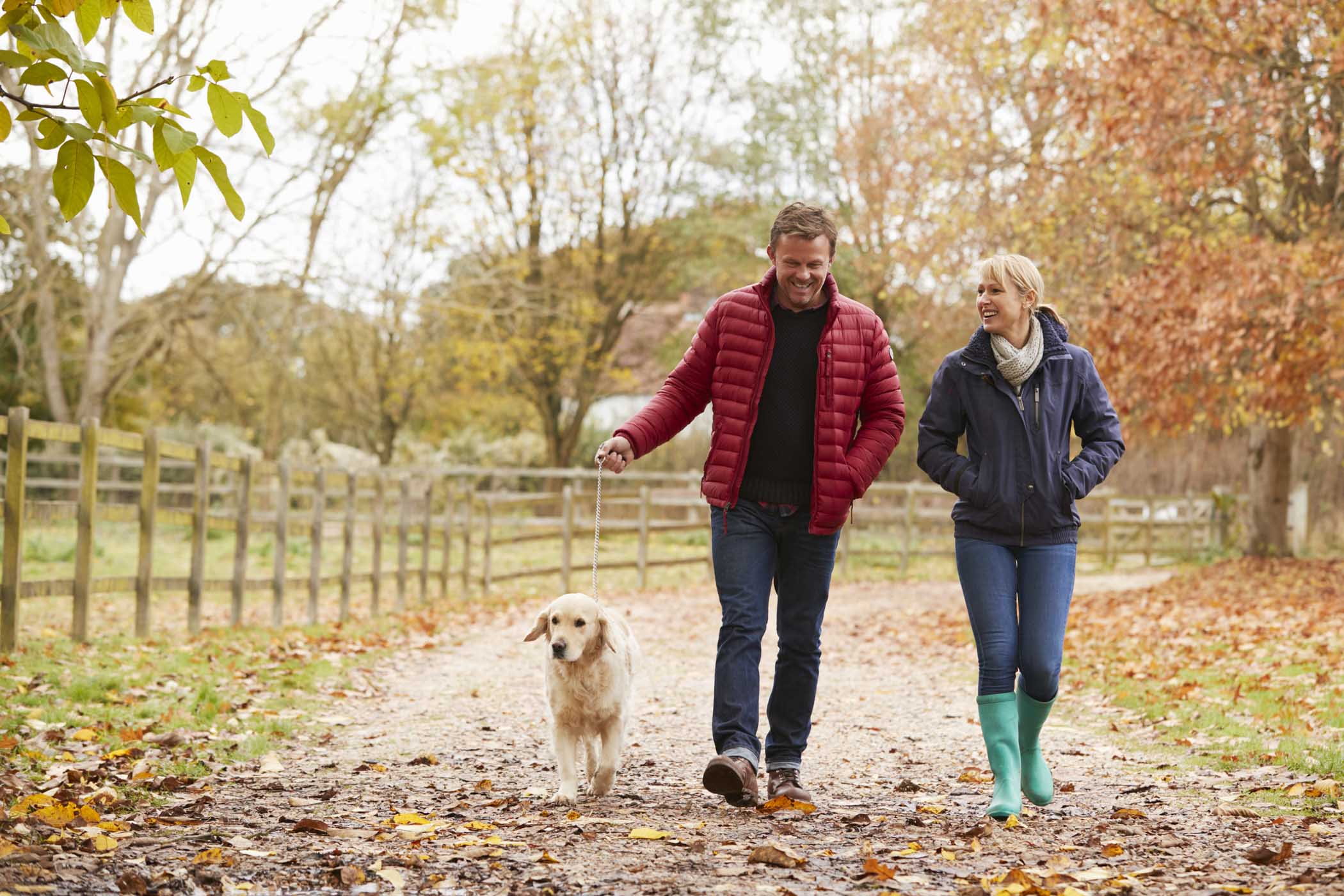 Mature Couple On Autumn Walk With Labrador