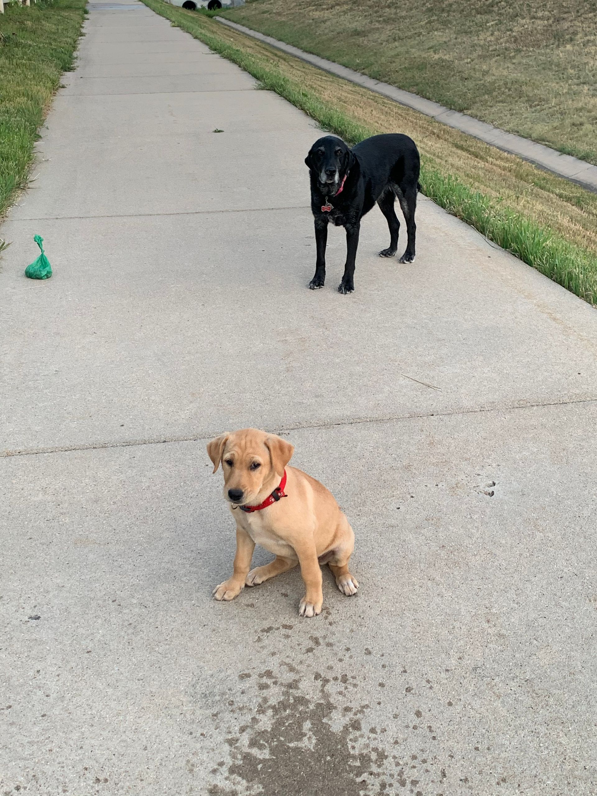 A puppy is sitting on the sidewalk next to a black dog.