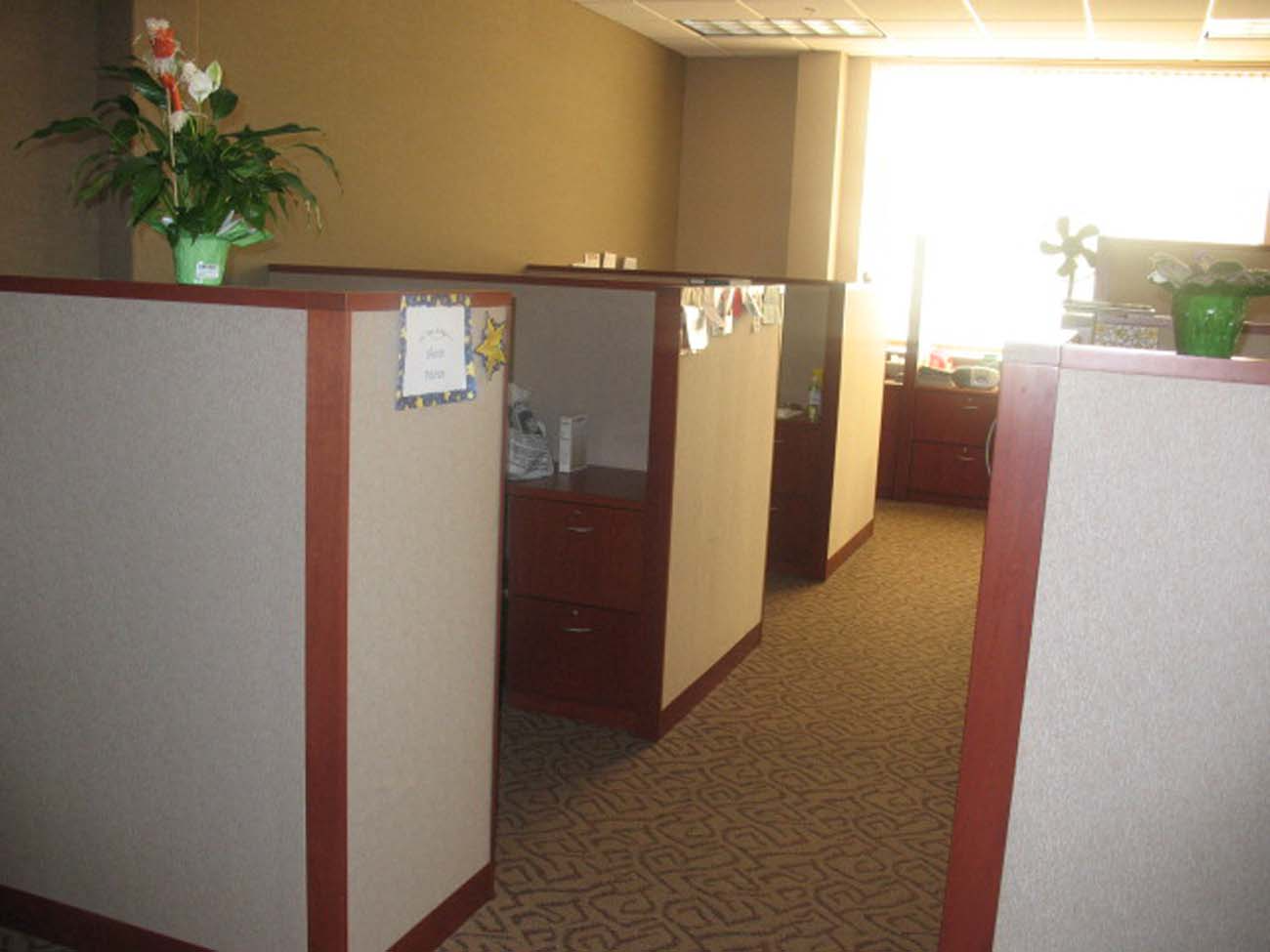 A cubicle in an office with a plant on the wall