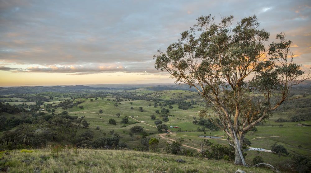 A Tree Is Standing On Top Of A Hill Overlooking A Valley At Sunset — Gordy's Furniture Removals in Mudgee, NSW
