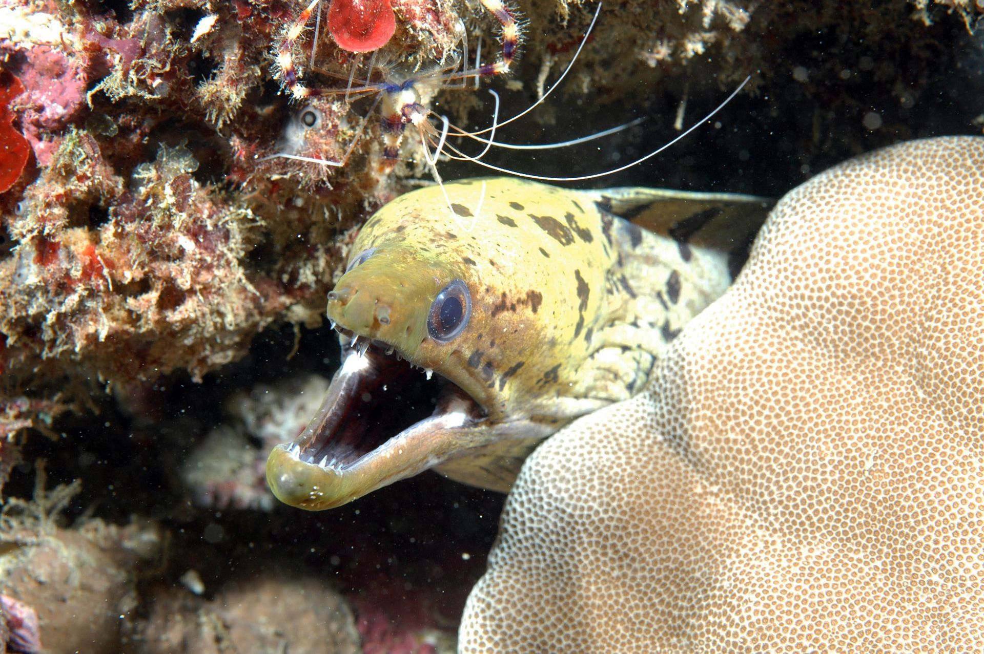 A yellow fish with blue eyes is swimming near a coral