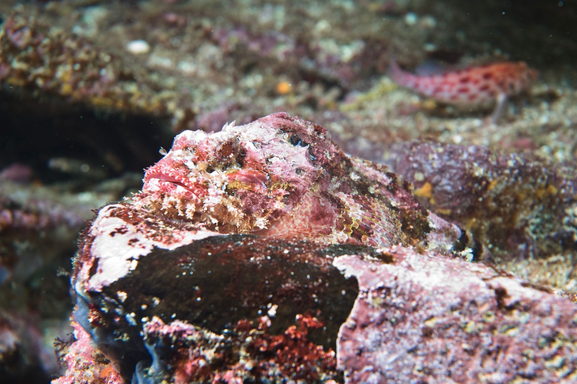 A close up of a rock with a fish on it