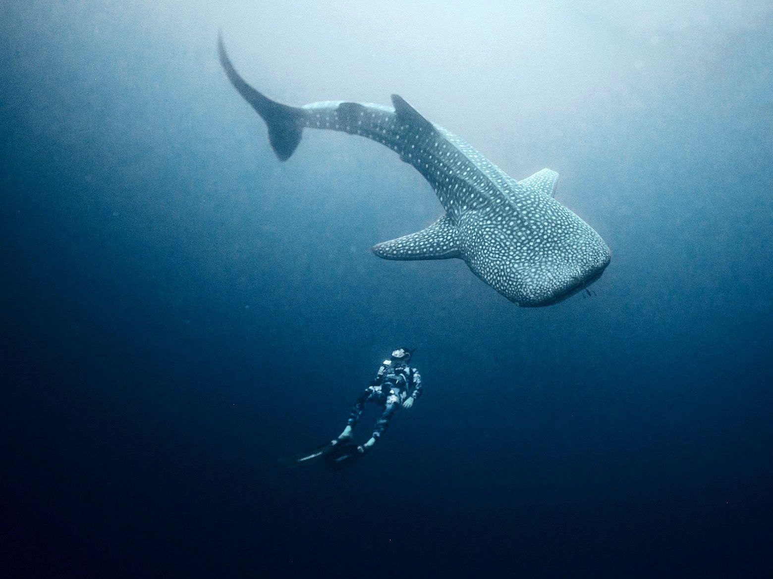 A whale shark is swimming next to a scuba diver in the ocean.