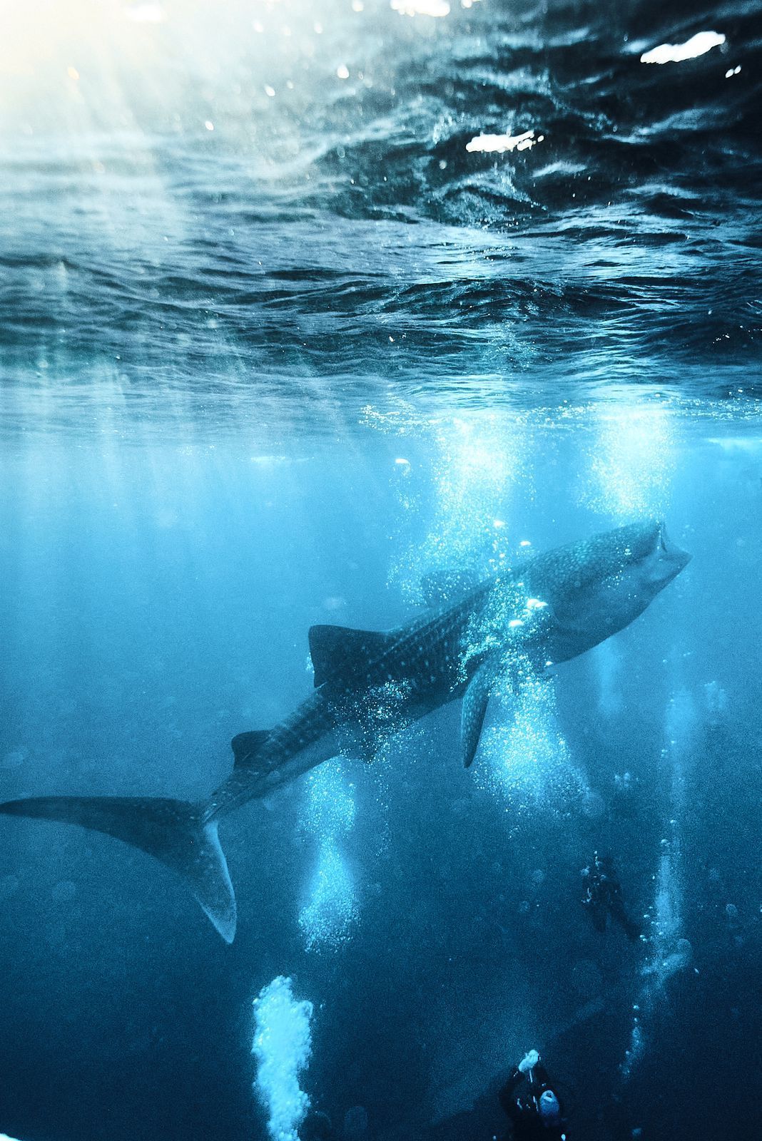 A shark is swimming in the ocean surrounded by bubbles