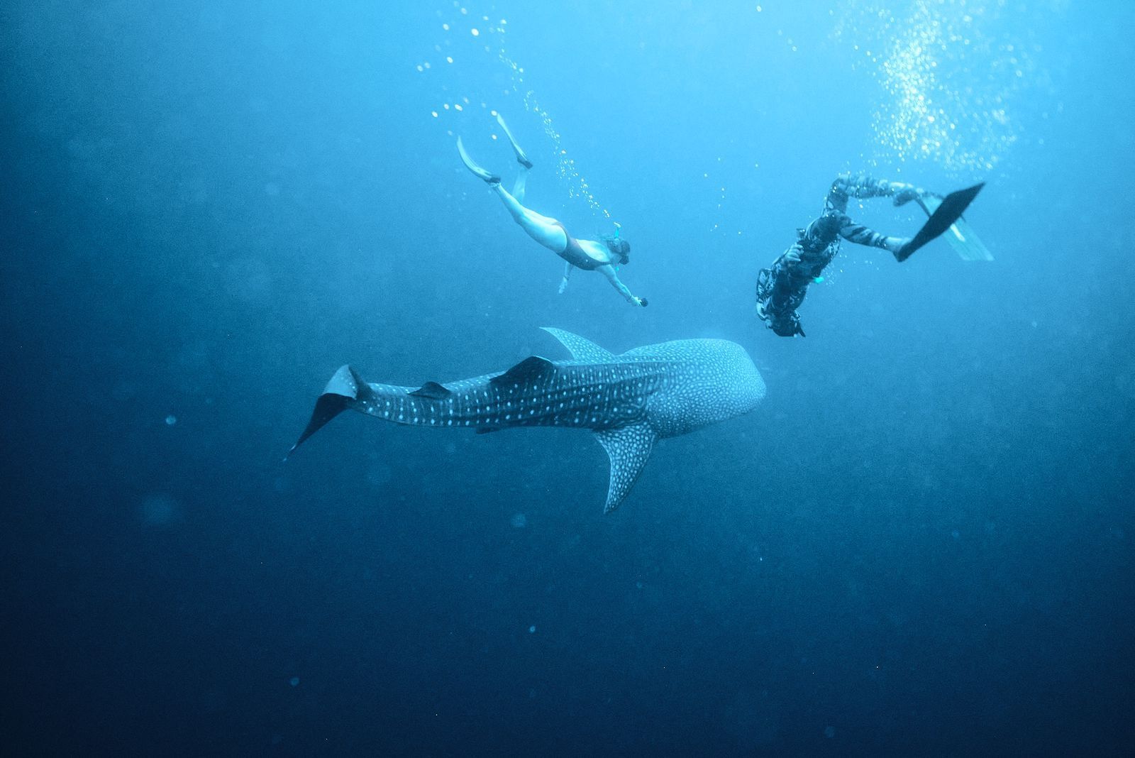Two people are swimming with a whale shark in the ocean