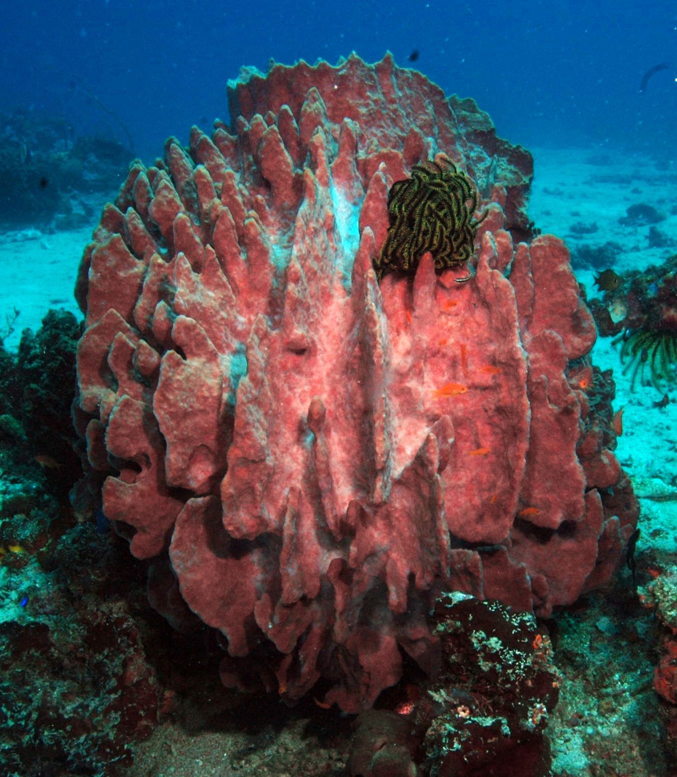 A large pink coral with a green sea anemone on it