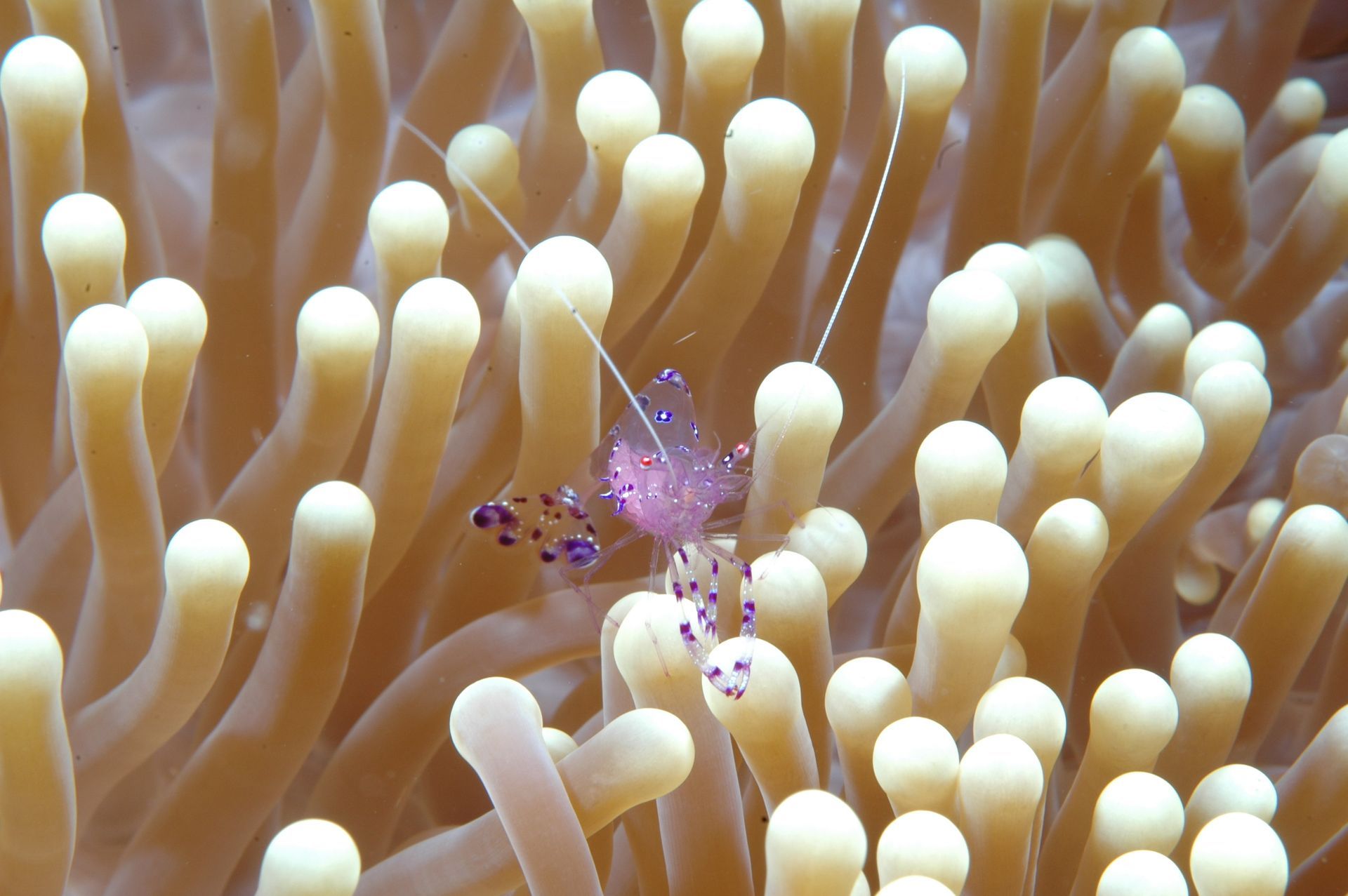 A close up of a sea anemone with a shrimp in it