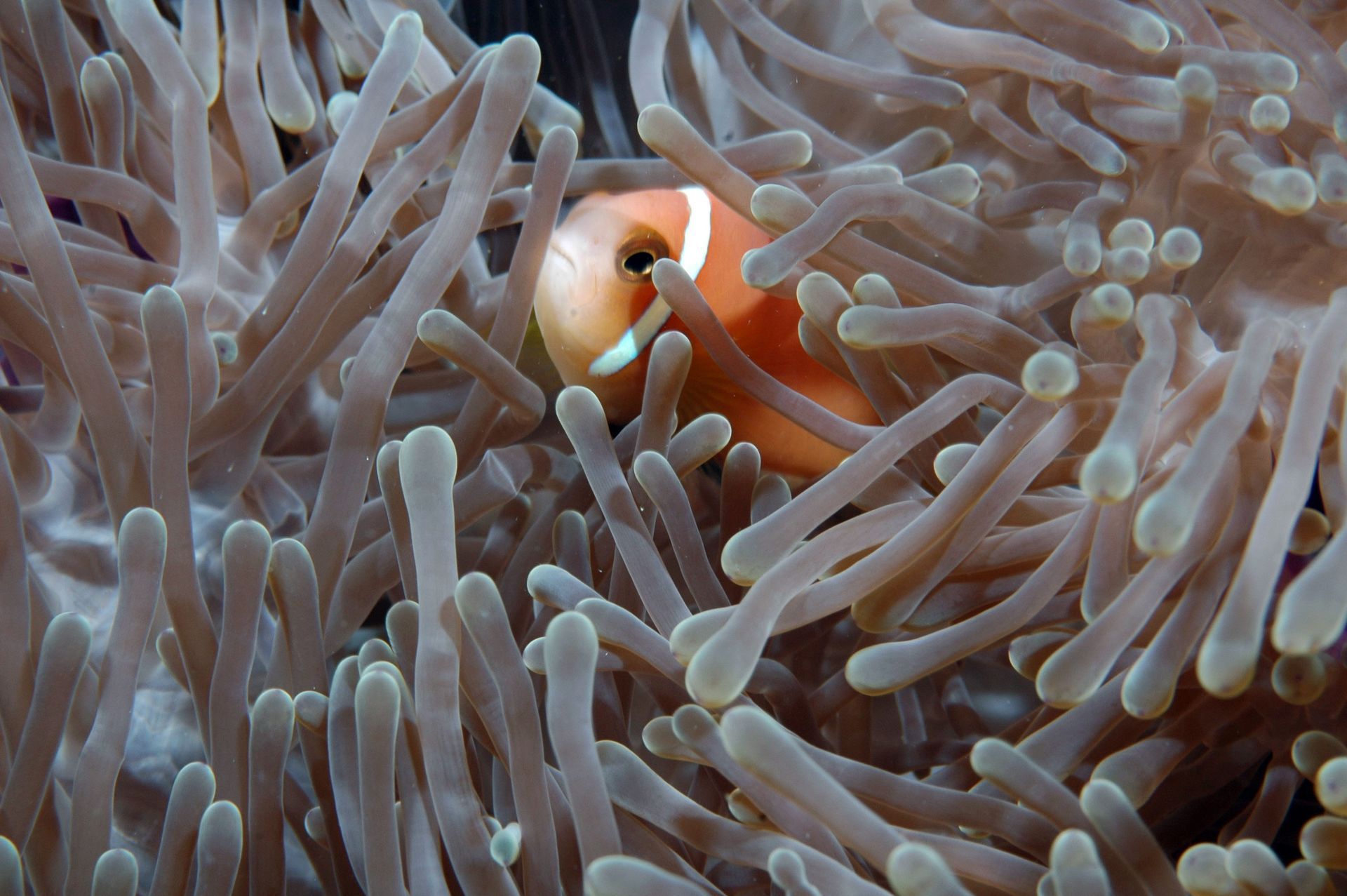 A clown fish is swimming in a sea anemone